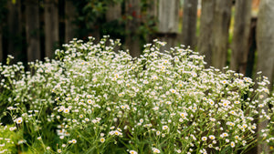 German Chamomile Seeds