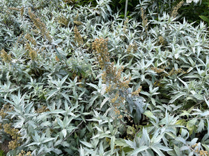 Prairie Sage Seeds