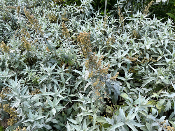 Prairie Sage Seeds