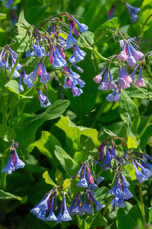 Virginia Bluebells Seeds