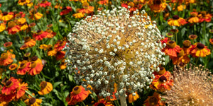 Giant Allium Seeds