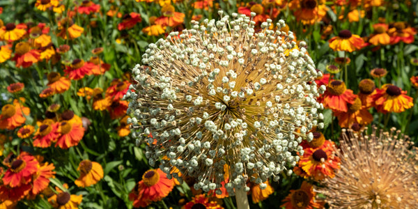 Giant Allium Seeds