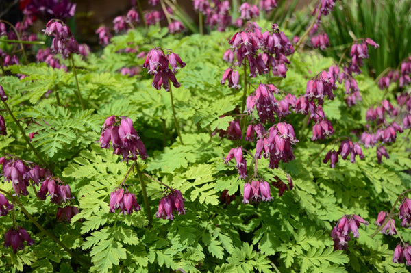 Old Fashioned Bleeding Heart Seeds