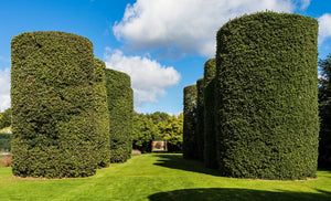 European Privet Seeds