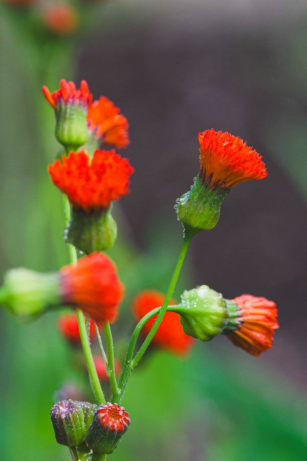 Lady's Paintbrush Tassel Flower Seeds