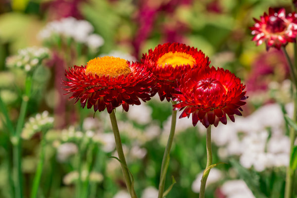 Red Fireball Strawflower Seeds