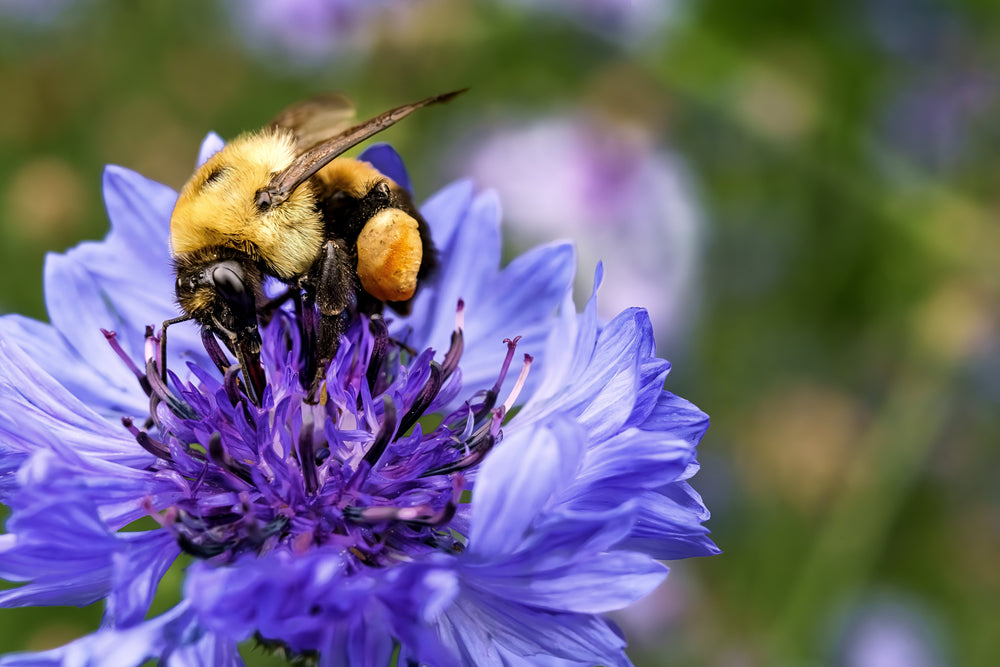 Tall Blue Bachelor’s Button Seeds