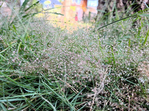Cloud Grass Seeds