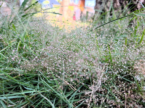 Cloud Grass Seeds