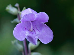 Large Flowered Beardtongue Seeds