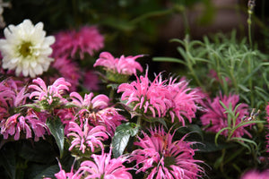 Dwarf Pink bee Balm Seeds