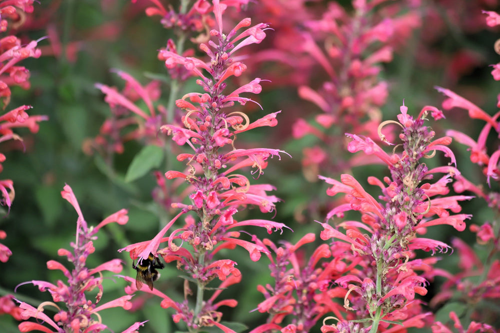 Red Agastache ‘Heather Queen’ Seeds