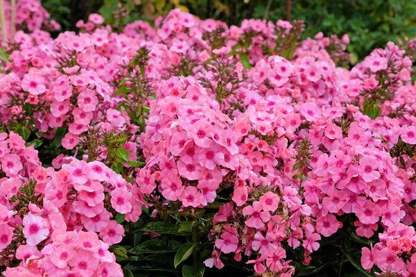 New Hybrids Mix Tall Garden Phlox Seeds