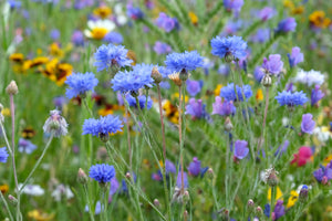 Tall Blue Bachelor’s Button Seeds