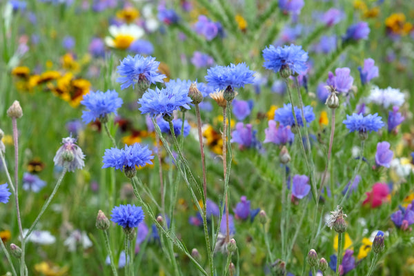 Tall Blue Bachelor’s Button Seeds