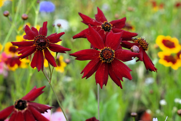 Mahogany Midget Coreopsis Seeds
