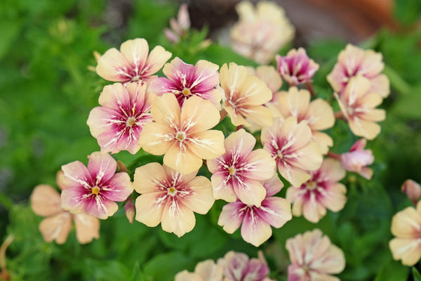 Cherry Caramel Phlox Seeds