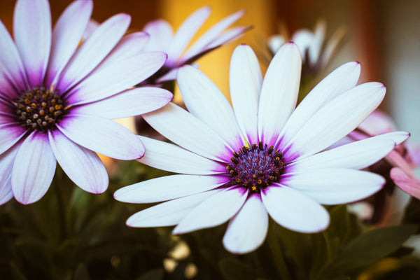 White African Cape Daisy Seeds