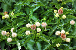 Buttonbush Shrub Seeds