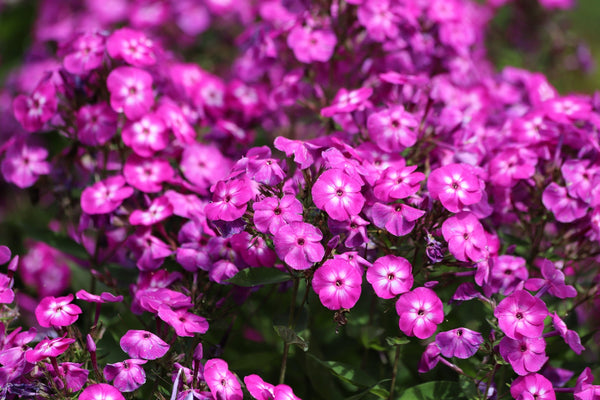 New Hybrids Mix Tall Garden Phlox Seeds