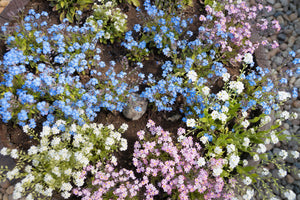Forget Me Not Seeds - Mix