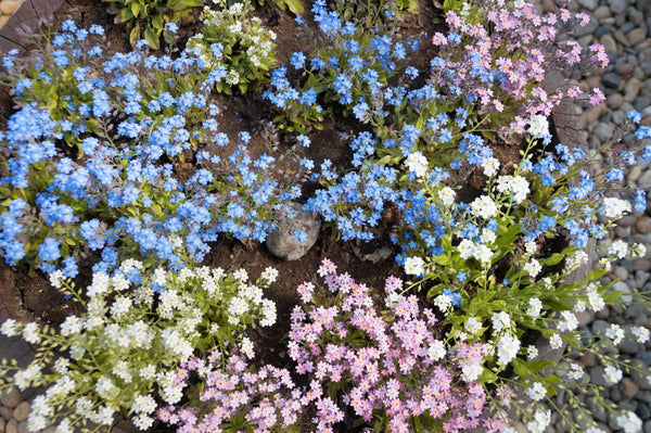 Forget Me Not Seeds - Mix