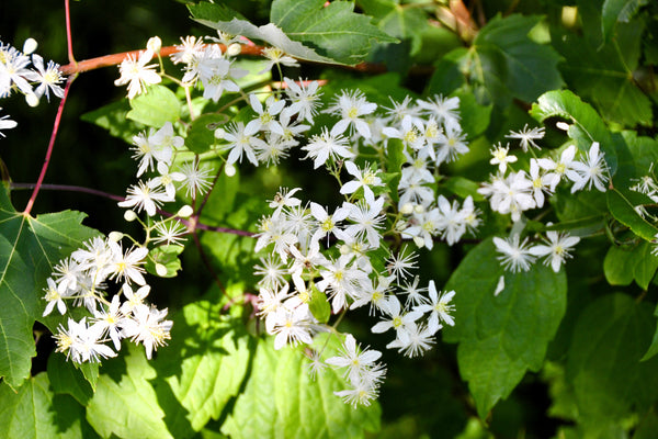 Clematis Virgin’s Bower Vine Seeds