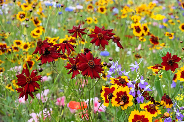 Mahogany Midget Coreopsis Seeds