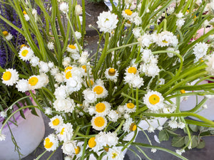 White Winged Everlasting Seeds