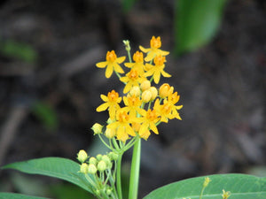 Yellow Milkweed Seeds