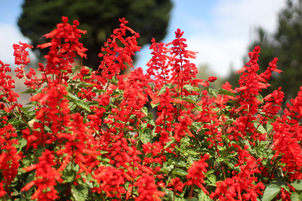 Red Salvia - St. John's Fire Seeds
