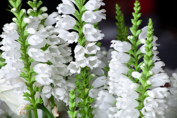 White Showy Obedient Plant Seeds