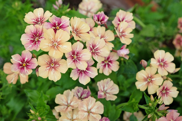 Cherry Caramel Phlox Seeds