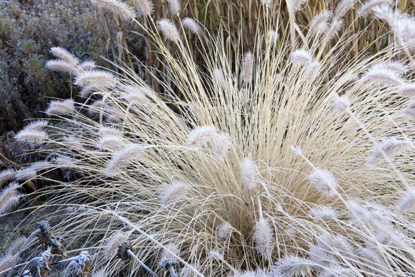 White Fountain Grass Seeds