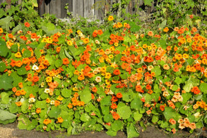 Dwarf Jewel Mix Nasturtium Seeds