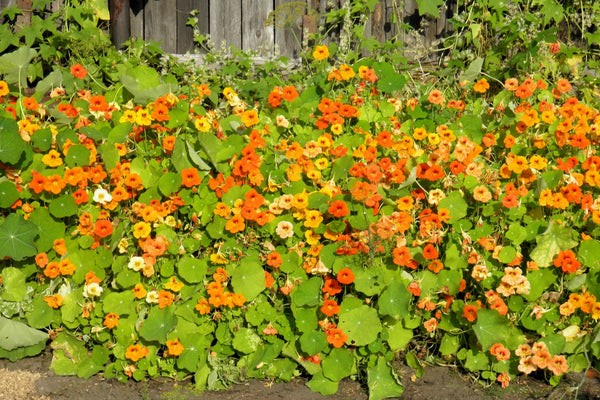 Dwarf Jewel Mix Nasturtium Seeds