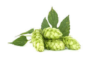 Common Hops Seeds