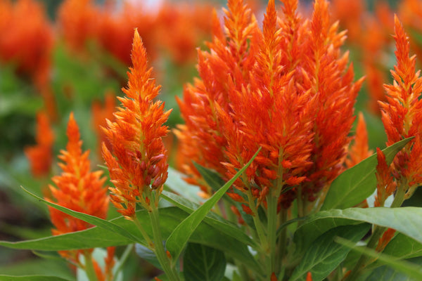 Celosia Pampas Plumes - Mix Seeds