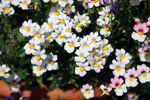 White Knight Nemesia Seeds