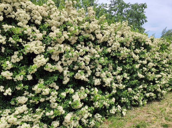 Scarlet Firethorn Bush Seeds