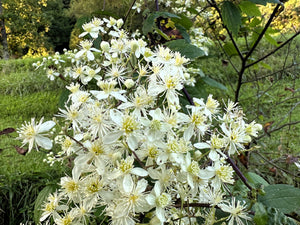 Clematis Virgin’s Bower Vine Seeds