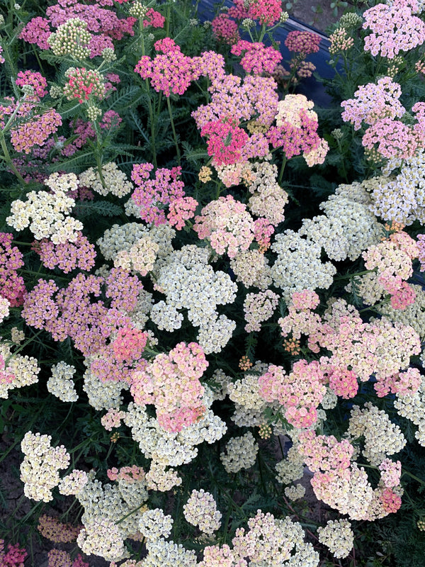 Mixed Summer Yarrow Seeds