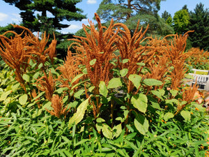 Hot Biscuits Amaranthus Seeds - Certified Organic