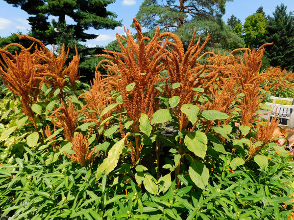 Hot Biscuits Amaranthus Seeds - Certified Organic