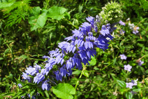 Great Blue Lobelia Seeds