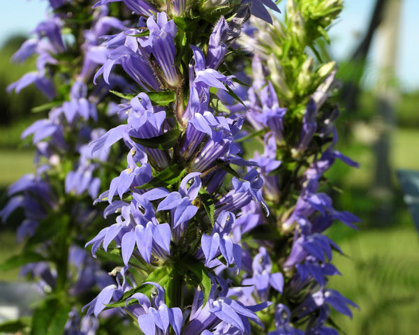 Great Blue Lobelia Seeds