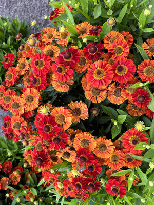 Helenium 'Autumn Leaves' Seeds