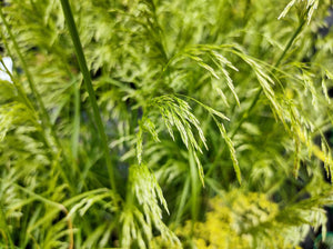 Tufted Harigrass Seeds