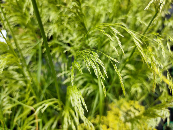 Tufted Harigrass Seeds