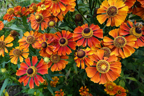Helenium 'Autumn Leaves' Seeds